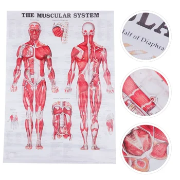 Анатомический плакат с изображением тела человека, анатомическая ткань для мышечной системы, офисная стена