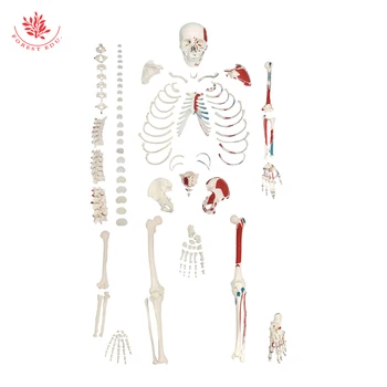 Модель скелета FORESTEDU в натуральную величину, расчлененные разрозненные кости с половинной мускулатурой, модель скелета человека для учебных пособий
